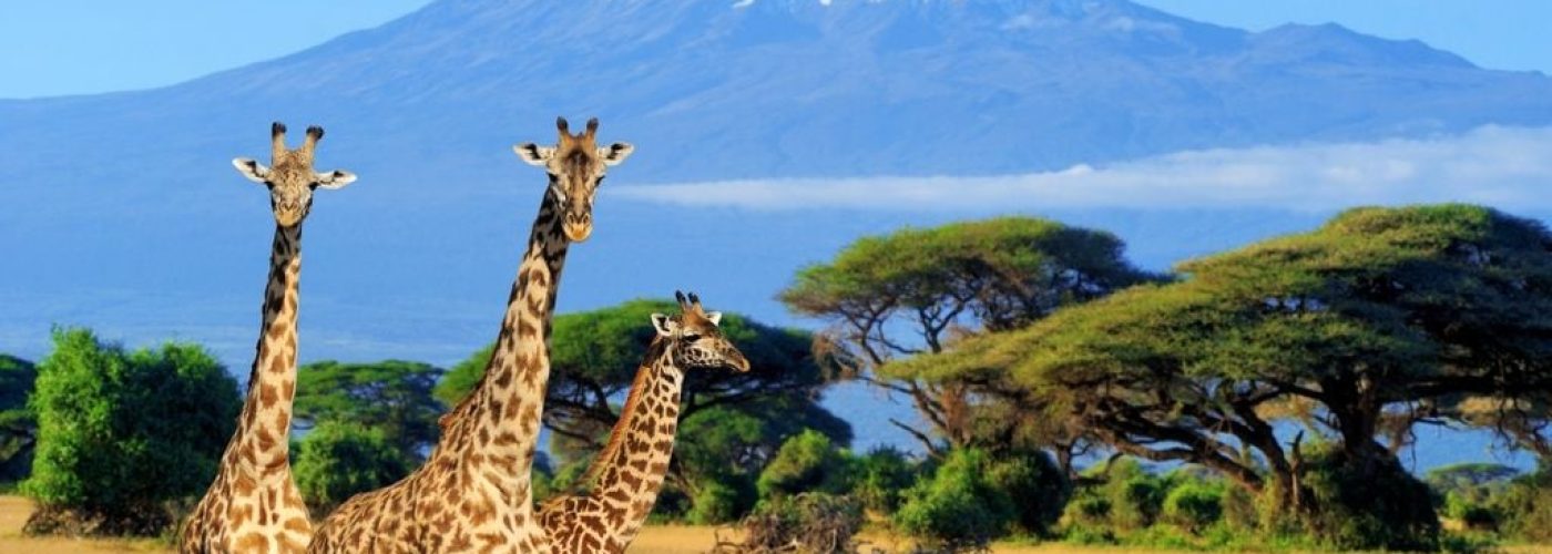 Kili-Giraffe-shot-2