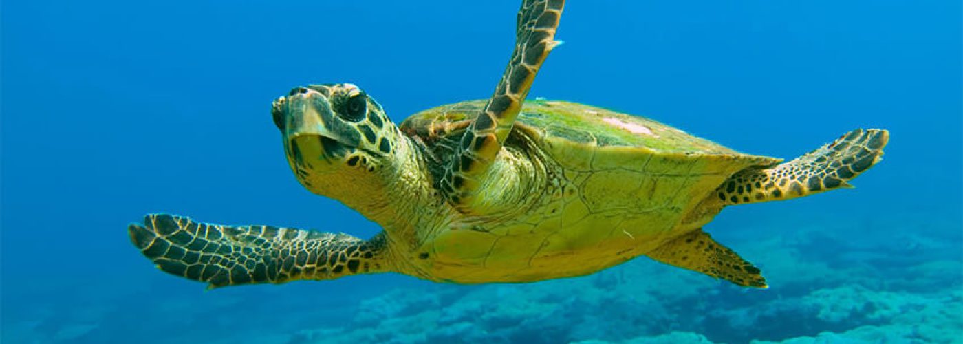 caretta-caretta